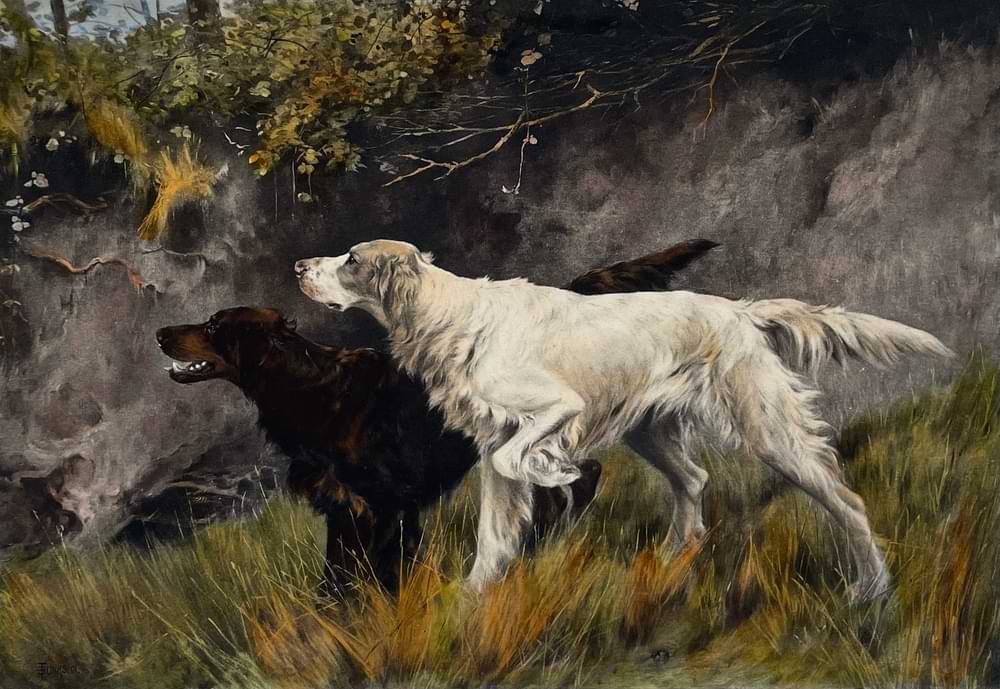 Jagdhunde
