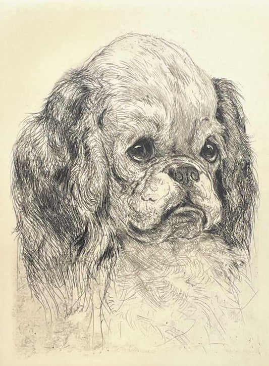 Spaniel