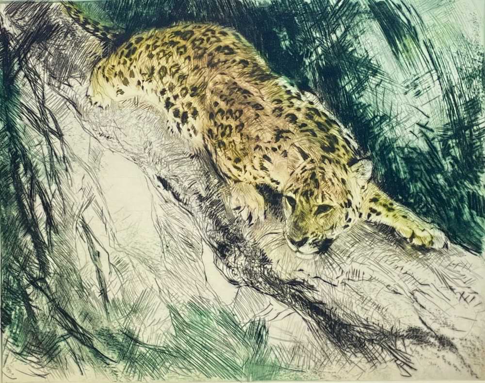 Leopard