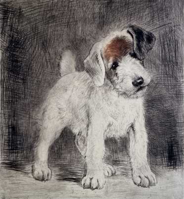 Foxterrier