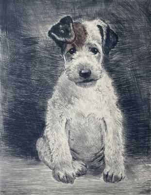 Foxterrier
