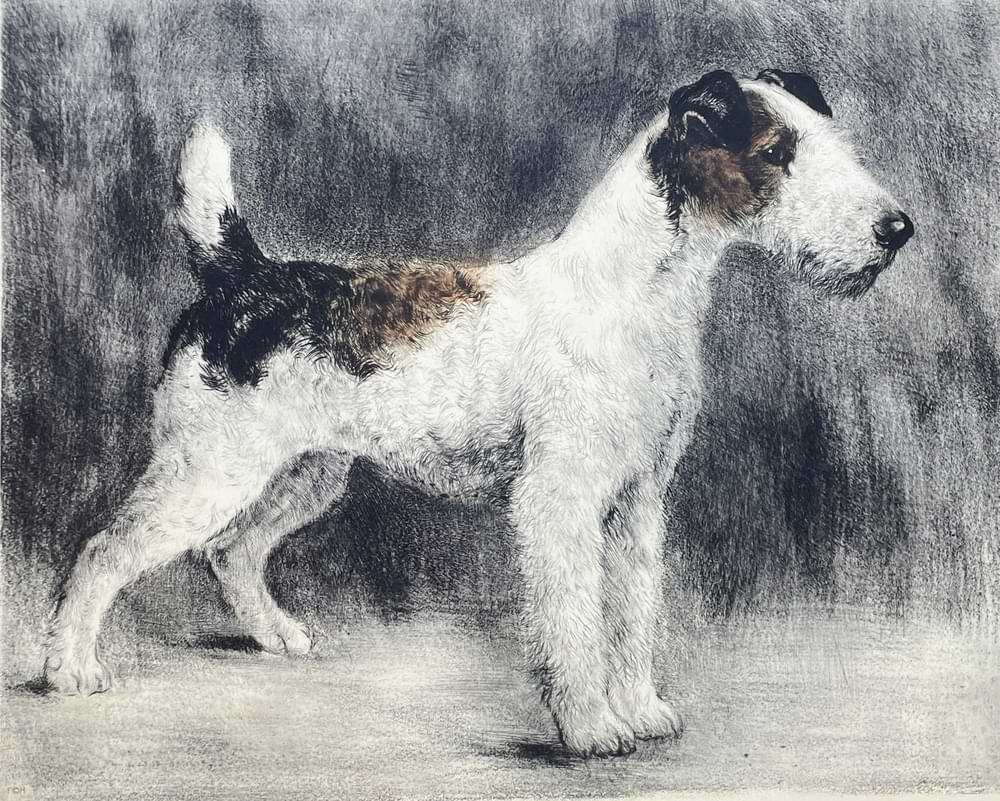 Foxterrier