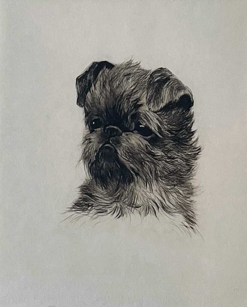 Affenpinscher
