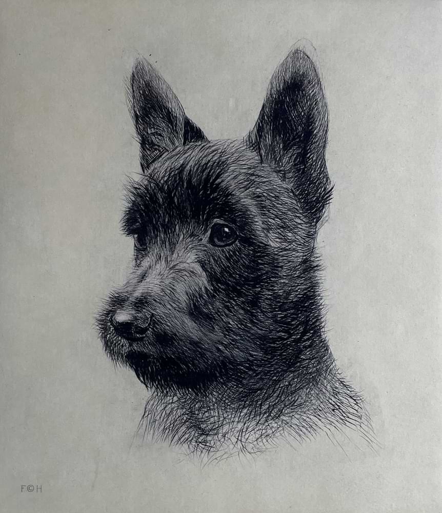 Scotch Terrier