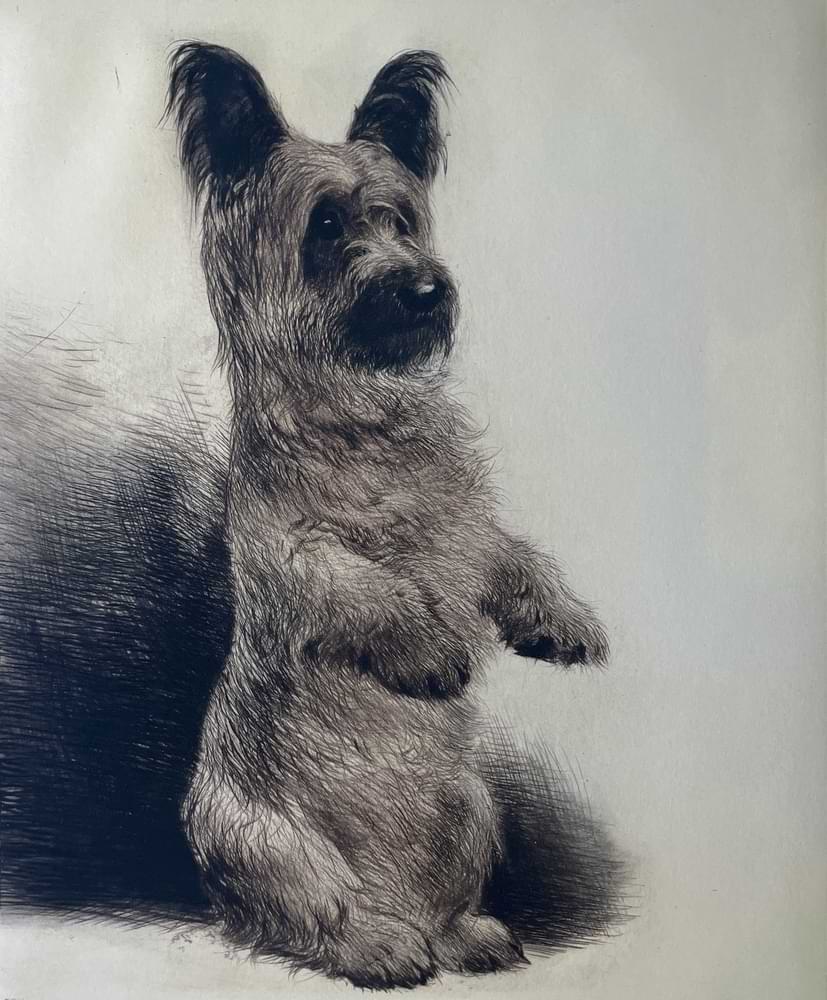 Skyeterrier