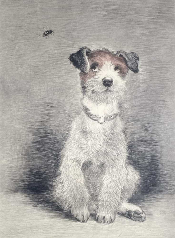 Young Terrier