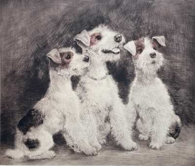 Foxterrier