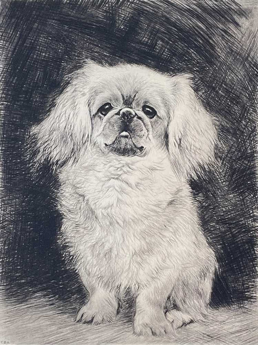 Pekinese