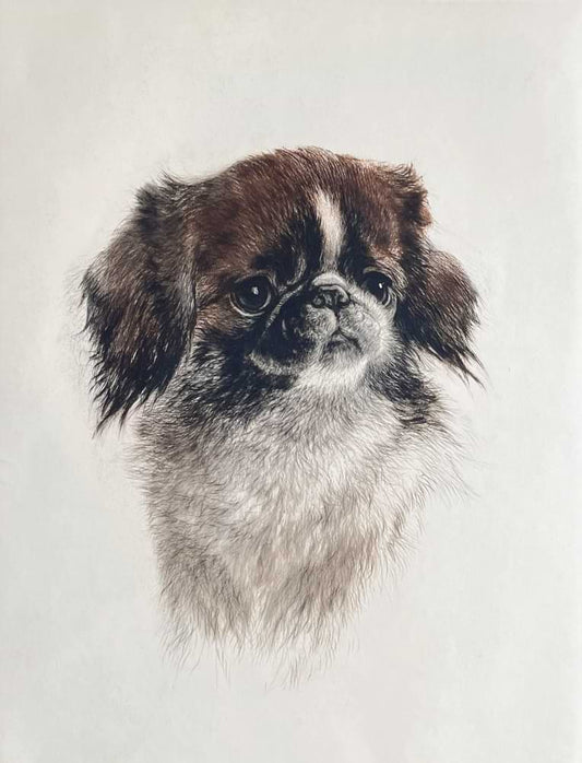 Pekinese