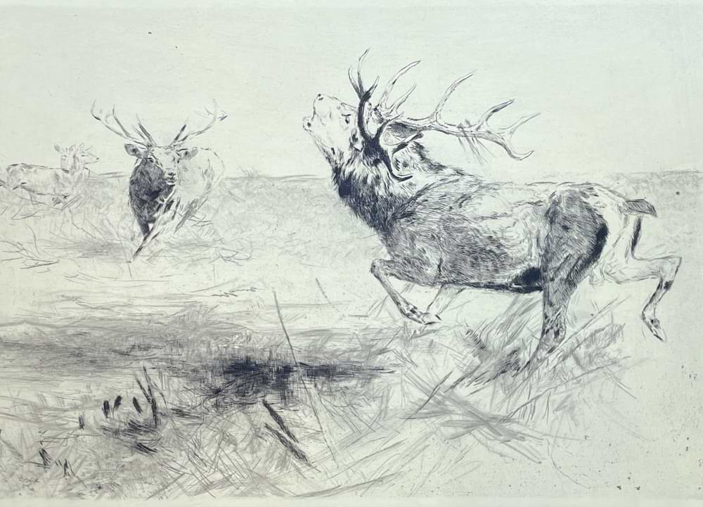 Stags, duel