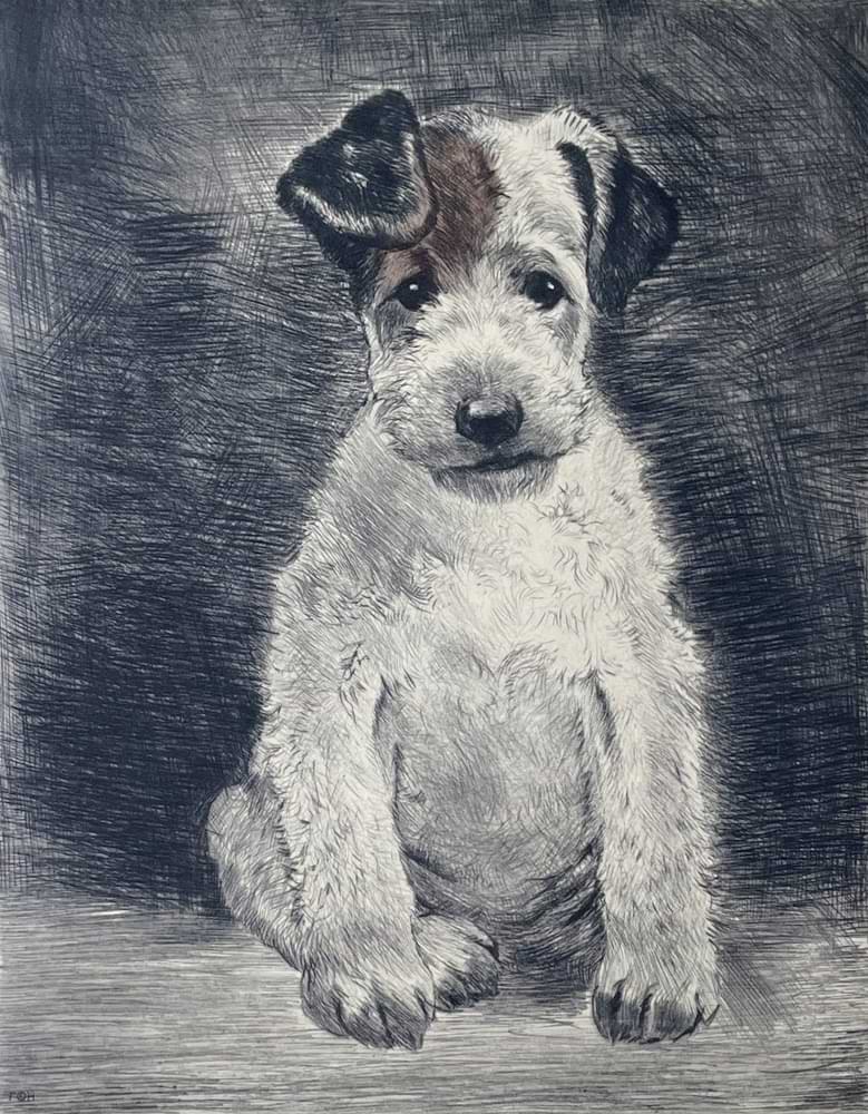 Foxterrier